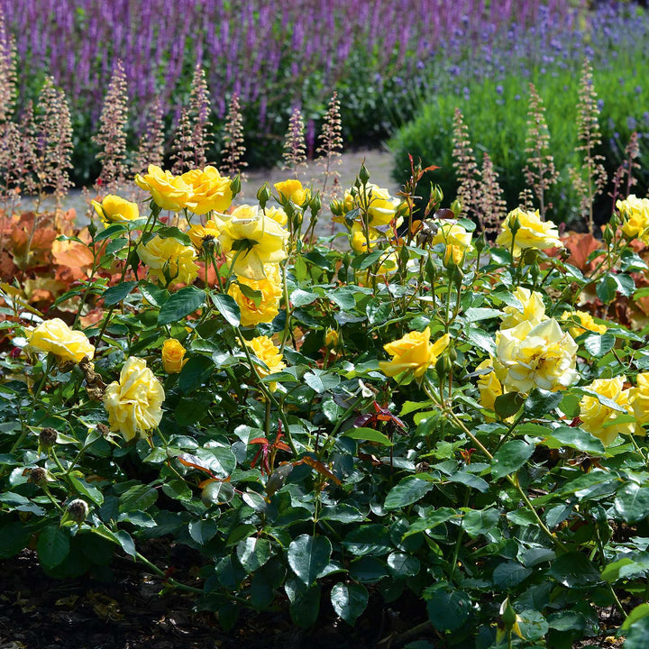 Precious Gold Rose Seedlings Flower Seeds Perennial Growing Bonsai Corms Tubers Potted Planting Reblooming Fragrant Garden Roots Rhizomes Species Blooms Plant Bulbs Gardening Tree
