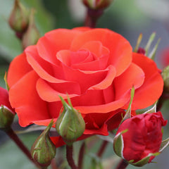 Precious Love Rose Seedlings Flower Seeds Perennial Growing Bonsai Corms Tubers Potted Planting Reblooming Fragrant Garden Roots Rhizomes Species Blooms Plant Bulbs Gardening Tree