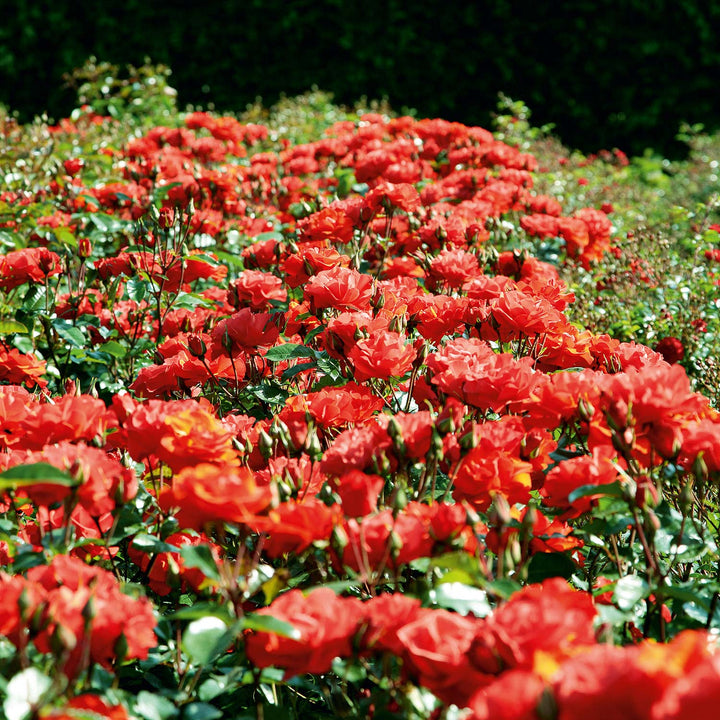 Precious Love Rose Seedlings Flower Seeds Perennial Growing Bonsai Corms Tubers Potted Planting Reblooming Fragrant Garden Roots Rhizomes Species Blooms Plant Bulbs Gardening Tree