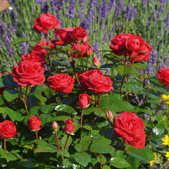 Precious Ruby Rose Seedlings Flower Seeds Perennial Growing Bonsai Corms Tubers Potted Planting Reblooming Fragrant Garden Roots Rhizomes Species Blooms Plant Bulbs Gardening Tree