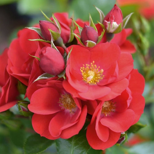 Kisses Rose Seedlings Flower Seeds Perennial Growing Bonsai Corms Tubers Potted Planting Reblooming Fragrant Garden Roots Rhizomes Species Blooms Plant Bulbs Gardening Tree