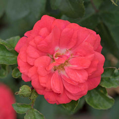 Drift Coral Rose Seedlings Flower Seeds Perennial Growing Bonsai Corms Tubers Potted Planting Reblooming Fragrant Garden Roots Rhizomes Species Blooms Plant Bulbs Gardening Tree