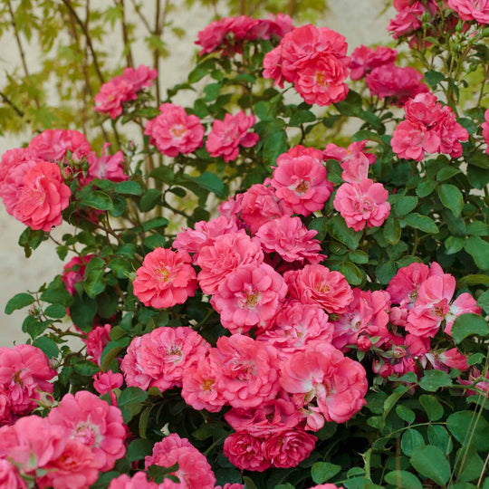 Drift Coral Rose Seedlings Flower Seeds Perennial Growing Bonsai Corms Tubers Potted Planting Reblooming Fragrant Garden Roots Rhizomes Species Blooms Plant Bulbs Gardening Tree