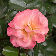 Drift Peach Rose Seedlings Flower Seeds Perennial Growing Bonsai Corms Tubers Potted Planting Reblooming Fragrant Garden Roots Rhizomes Species Blooms Plant Bulbs Gardening Tree