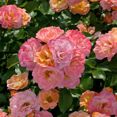 Drift Peach Rose Seedlings Flower Seeds Perennial Growing Bonsai Corms Tubers Potted Planting Reblooming Fragrant Garden Roots Rhizomes Species Blooms Plant Bulbs Gardening Tree
