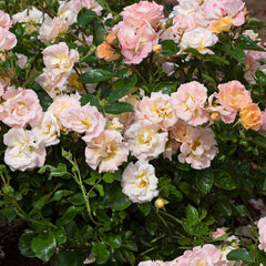 Drift Peach Rose Seedlings Flower Seeds Perennial Growing Bonsai Corms Tubers Potted Planting Reblooming Fragrant Garden Roots Rhizomes Species Blooms Plant Bulbs Gardening Tree