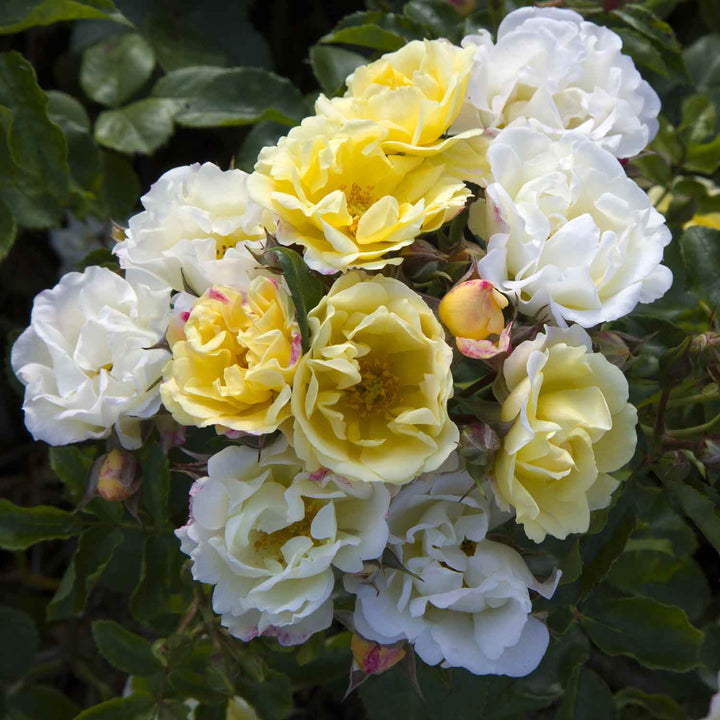Drift Popcorn Rose Seedlings Flower Seeds Perennial Growing Bonsai Corms Tubers Potted Planting Reblooming Fragrant Garden Roots Rhizomes Species Blooms Plant Bulbs Gardening Tree