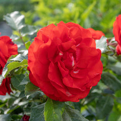 Remembrance Rose Seedlings Flower Seeds Perennial Growing Bonsai Corms Tubers Potted Planting Reblooming Fragrant Garden Roots Rhizomes Species Blooms Plant Bulbs Gardening Tree - Seedsplant