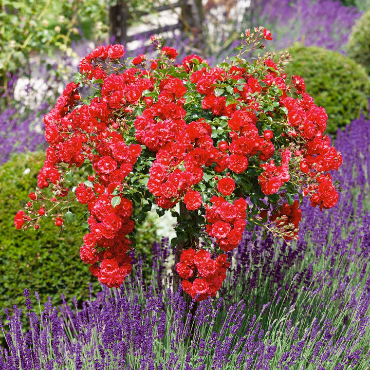 Red Velvet Rose Seedlings Flower Seeds Perennial Growing Bonsai Corms Tubers Potted Planting Reblooming Fragrant Garden Roots Rhizomes Species Blooms Plant Bulbs Gardening Tree