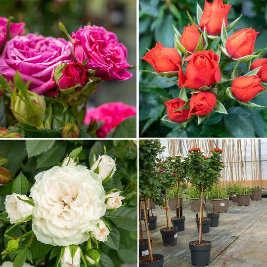 Nursery Rose Seedlings Flower Seeds Perennial Growing Bonsai Corms Tubers Potted Planting Reblooming Fragrant Garden Roots Rhizomes Species Blooms Plant Bulbs Gardening Tree