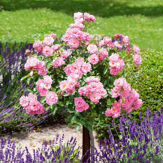 Pink Princess Rose Seedlings Flower Seeds Perennial Growing Bonsai Corms Tubers Potted Planting Reblooming Fragrant Garden Roots Rhizomes Species Blooms Plant Bulbs Gardening Tree