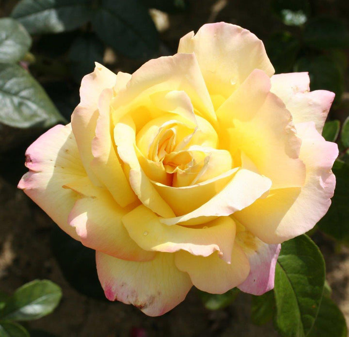 Peace Rose Seedlings Flower Seeds Perennial Growing Bonsai Corms Tubers Potted Planting Reblooming Fragrant Garden Roots Rhizomes Species Blooms Plant Bulbs Gardening Tree - Seedsplant