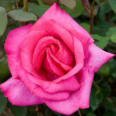 Buxom Beauty Rose Seedlings Flower Seeds Perennial Growing Bonsai Corms Tubers Potted Planting Reblooming Fragrant Garden Roots Rhizomes Species Blooms Plant Bulbs Gardening Tree
