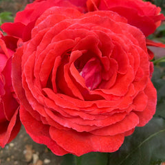 Fragrant Cloud Rose Seedlings Flower Seeds Perennial Growing Bonsai Corms Tubers Potted Planting Reblooming Fragrant Garden Roots Rhizomes Species Blooms Plant Bulbs Gardening Tree