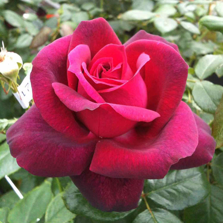 Royal Parfuma Rose Seedlings Flower Seeds Perennial Growing Bonsai Corms Tubers Potted Planting Reblooming Fragrant Garden Roots Rhizomes Species Blooms Plant Bulbs Gardening Tree
