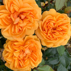 Golden Beauty Rose Seedlings Flower Seeds Perennial Growing Bonsai Corms Tubers Potted Planting Reblooming Fragrant Garden Roots Rhizomes Species Blooms Plant Bulbs Gardening Tree