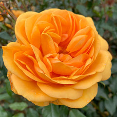 Golden Beauty Rose Seedlings Flower Seeds Perennial Growing Bonsai Corms Tubers Potted Planting Reblooming Fragrant Garden Roots Rhizomes Species Blooms Plant Bulbs Gardening Tree