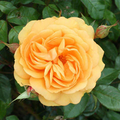 Golden Beauty Rose Seedlings Flower Seeds Perennial Growing Bonsai Corms Tubers Potted Planting Reblooming Fragrant Garden Roots Rhizomes Species Blooms Plant Bulbs Gardening Tree