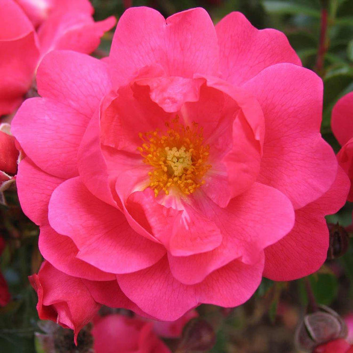 Pink Supreme Rose Seedlings Flower Seeds Perennial Growing Bonsai Corms Tubers Potted Planting Reblooming Fragrant Garden Roots Rhizomes Species Blooms Plant Bulbs Gardening Tree