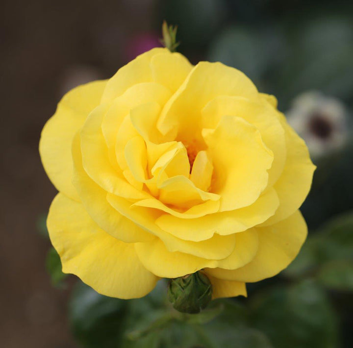Golden Rose Seedlings Flower Seeds Perennial Growing Bonsai Corms Tubers Potted Planting Reblooming Fragrant Garden Roots Rhizomes Species Blooms Plant Bulbs Gardening Tree