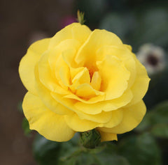 Golden Rose Seedlings Flower Seeds Perennial Growing Bonsai Corms Tubers Potted Planting Reblooming Fragrant Garden Roots Rhizomes Species Blooms Plant Bulbs Gardening Tree