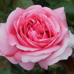 Special Anniversary Rose Seedlings Flower Seeds Perennial Growing Bonsai Corms Tubers Potted Planting Reblooming Fragrant Garden Roots Rhizomes Species Blooms Plant Bulbs Gardening Tree