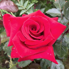 Thinking Rose Seedlings Flower Seeds Perennial Growing Bonsai Corms Tubers Potted Planting Reblooming Fragrant Garden Roots Rhizomes Species Blooms Plant Bulbs Gardening Tree