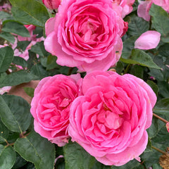 Million Rose Plant Seedlings Flower Seeds Perennial Growing Bonsai Corms Tubers Potted Planting Reblooming Fragrant Garden Roots Rhizomes Species Blooms Bulbs Gardening Tree
