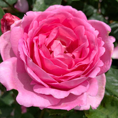 Million Rose Plant Seedlings Flower Seeds Perennial Growing Bonsai Corms Tubers Potted Planting Reblooming Fragrant Garden Roots Rhizomes Species Blooms Bulbs Gardening Tree