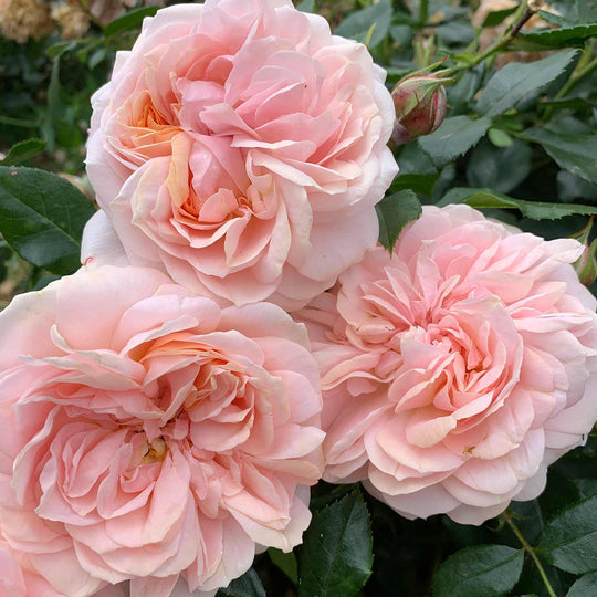 Joie du Vivre Rose Seedlings Flower Seeds Perennial Growing Bonsai Corms Tubers Potted Planting Reblooming Fragrant Garden Roots Rhizomes Species Blooms Plant Bulbs Gardening Tree