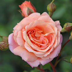 Peach Melba Seedlings Flower Seeds Perennial Growing Bonsai Corms Tubers Potted Planting Reblooming Fragrant Garden Roots Rhizomes Species Blooms Plant Bulbs Gardening Tree