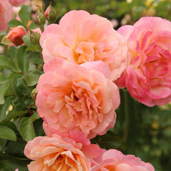 Peach Melba Seedlings Flower Seeds Perennial Growing Bonsai Corms Tubers Potted Planting Reblooming Fragrant Garden Roots Rhizomes Species Blooms Plant Bulbs Gardening Tree