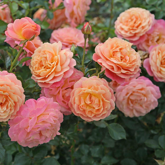 Peach Melba Seedlings Flower Seeds Perennial Growing Bonsai Corms Tubers Potted Planting Reblooming Fragrant Garden Roots Rhizomes Species Blooms Plant Bulbs Gardening Tree