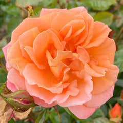 Heaven Rose Seedlings Flower Seeds Perennial Growing Bonsai Corms Tubers Potted Planting Reblooming Fragrant Garden Roots Rhizomes Species Blooms Plant Bulbs Gardening Tree