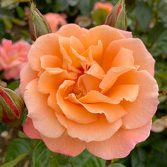 Heaven Rose Seedlings Flower Seeds Perennial Growing Bonsai Corms Tubers Potted Planting Reblooming Fragrant Garden Roots Rhizomes Species Blooms Plant Bulbs Gardening Tree