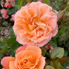Heaven Rose Seedlings Flower Seeds Perennial Growing Bonsai Corms Tubers Potted Planting Reblooming Fragrant Garden Roots Rhizomes Species Blooms Plant Bulbs Gardening Tree