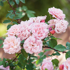 roses seeds or bulbs Albertine Rambling Rose Seedlings Flower Seeds Perennial Growing Bonsai Corms Tubers Potted Planting Reblooming Fragrant Garden Roots Rhizomes Species Blooms Plant Bulbs Gardening Tree