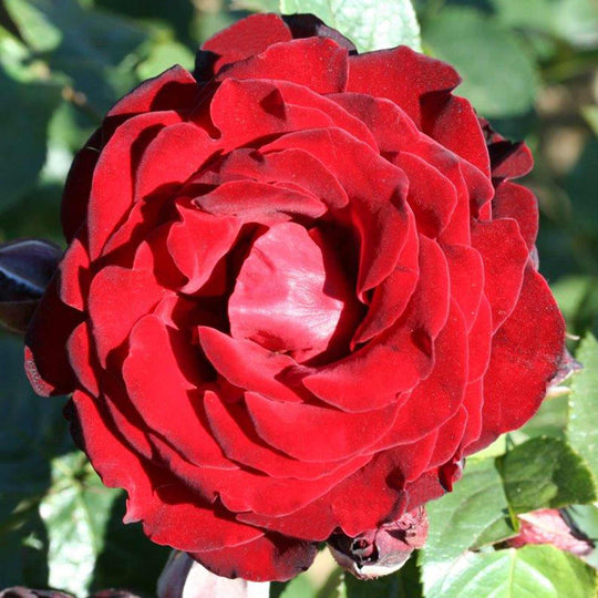 Dublin Bay Rose Plant Seedlings Flower Seeds Perennial Growing Bonsai Corms Tubers Potted Planting Reblooming Fragrant Garden Roots Rhizomes Species Blooms Bulbs Gardening Tree - Seedsplant