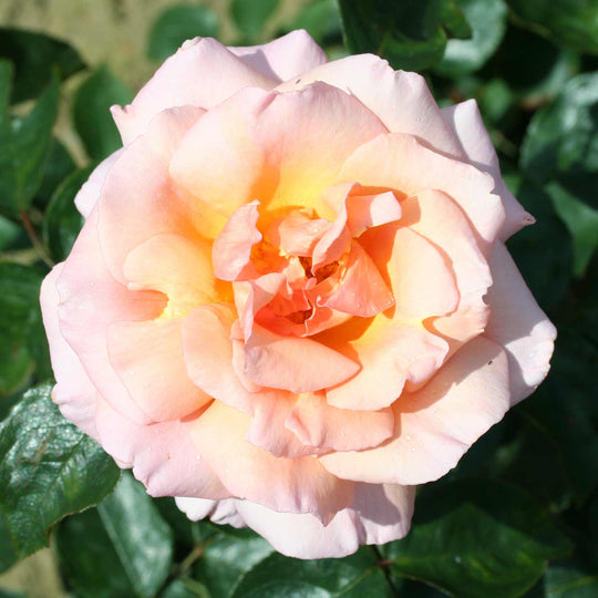 Compassion Rose Seedlings Flower Seeds Perennial Growing Bonsai Corms Tubers Potted Planting Reblooming Fragrant Garden Roots Rhizomes Species Blooms Plant Bulbs Gardening Tree - Seedsplant