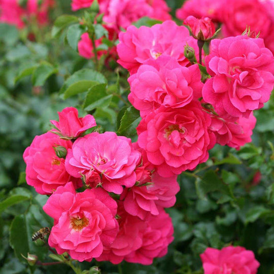 Carpet Pink Rose Seedlings Flower Seeds Perennial Growing Bonsai Corms Tubers Potted Planting Reblooming Fragrant Garden Roots Rhizomes Species Blooms Plant Bulbs Gardening Tree - Seedsplant