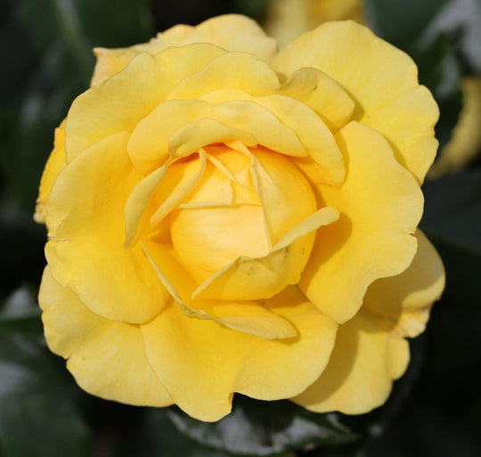Happy Golden Rose Seedlings Flower Seeds Perennial Growing Bonsai Corms Tubers Potted Planting Reblooming Fragrant Garden Roots Rhizomes Species Blooms Plant Bulbs Gardening Tree
