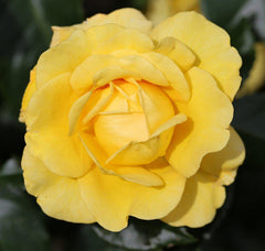 Happy Golden Rose Seedlings Flower Seeds Perennial Growing Bonsai Corms Tubers Potted Planting Reblooming Fragrant Garden Roots Rhizomes Species Blooms Plant Bulbs Gardening Tree