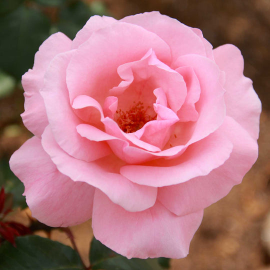 rose seed replica Elizabeth Rose Seedlings Flower Seeds Perennial Growing Bonsai Corms Tubers  Potted Planting Reblooming Fragrant Garden Roots Rhizomes Species Blooms  Plant Bulbs Gardening Tree