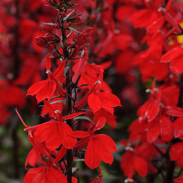 Starship Scarlet Lobelia Seeds