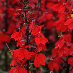 Starship Scarlet Lobelia Seeds - Plants Seeds