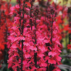 Starship Deep Rose Lobelia Seeds - Plants Seeds