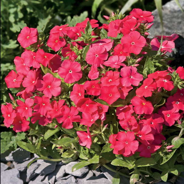 Pomegranate Phlox Seeds - Plants Seeds