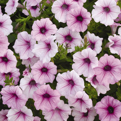 Shock Wave&reg; Pink Vein Petunia Seeds - Plants Seeds