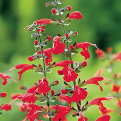 Summer Jewel Red Salvia Seeds - Plants Seeds