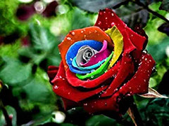 Top Rainbow Rose Seedlings Flower Seeds Perennial Growing Bonsai Corms Tubers Potted Planting Reblooming Fragrant Garden Roots Rhizomes Species Blooms Plant Bulbs Gardening Tree